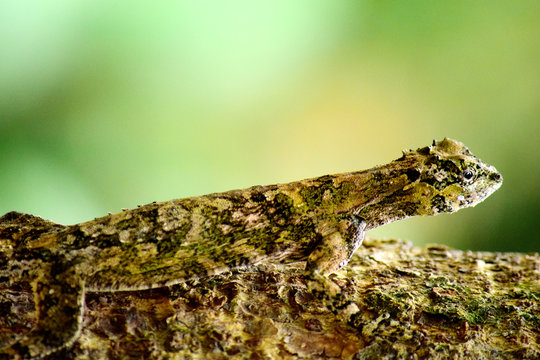 Gliding Lizards - Draco Is A Genus Of Agamid Lizards That Are Also Known As Flying Lizards, Flying Dragons Or Gliding Lizards.