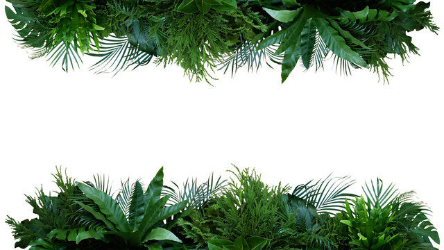 Fototapeta Green leaves nature frame layout of tropical plants bush (Monstera, palm, fern, rubber plant, pine, birds nest fern) foliage floral arrangement on white background with clipping path.