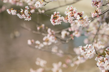 桜の花