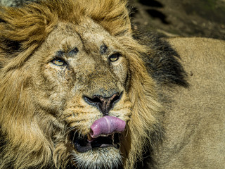 ライオン lion 6