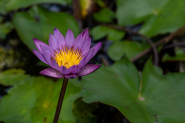 Blue Lotus Flower  