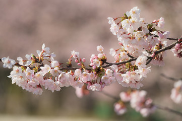 桜の花