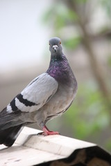 pigeon on a background