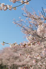 桜の花