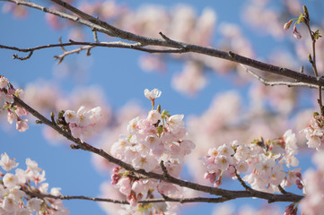 桜の花