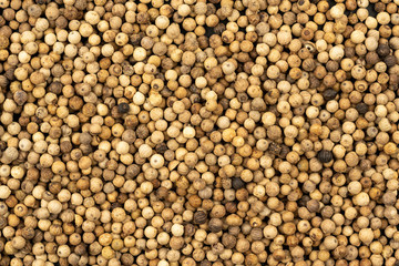 Spice background, Background made of many whole white peppercorns, top view