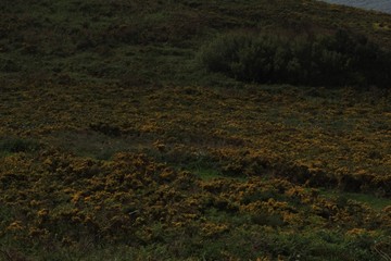 Sand plants blooming in spring