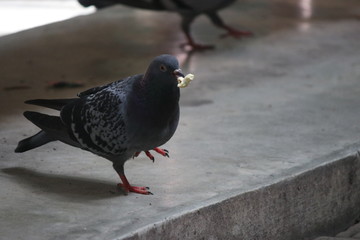 pigeon steals popcorn