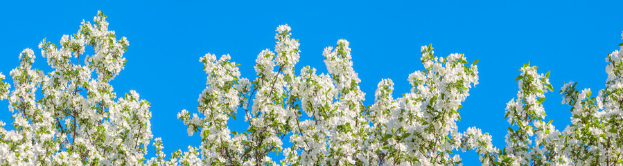 panorama of spring flowering tree white flowers