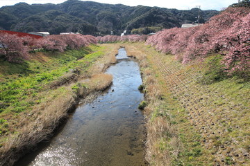 南伊豆　みなみの桜と菜の花まつり
