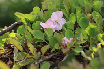 Obraz premium 南伊豆 みなみの桜と菜の花まつり