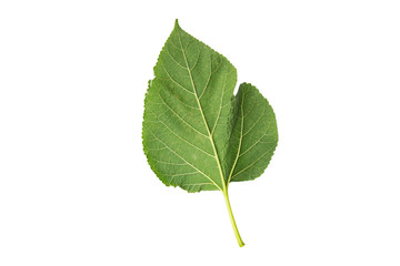 Green leaves collection of mulberry isolated on white background and have clipping paths