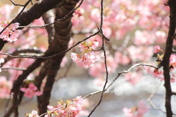 南伊豆　みなみの桜と菜の花まつり
