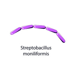 Streptobacillus moliniformis. Bacterial microorganism. Vector illustration isolated on white.