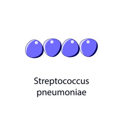 Streptococcus pneumoniae. Bacterial microorganism. Vector illustration isolated on white.
