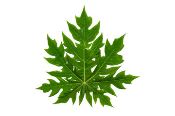  papaya leaf isolated on white background  File contains a clipping path.
