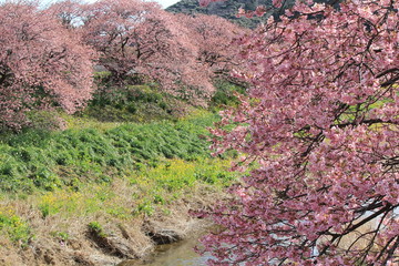 南伊豆　みなみの桜と菜の花まつり