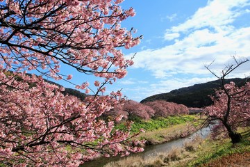 南伊豆　みなみの桜と菜の花まつり
