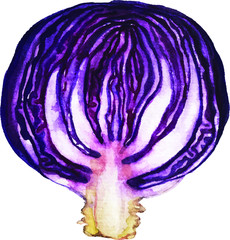 Hand drawn watercolor red cabbage illustration isolated on white background. Vector 