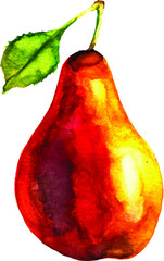 Hand drawn watercolor pear illustration isolated on white background. Vector 