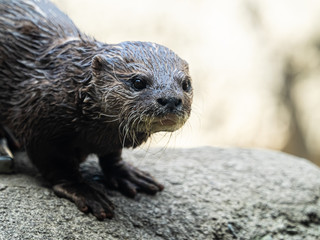 カワウソ otter 3