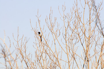 megpie on the top of a tree. pica pica