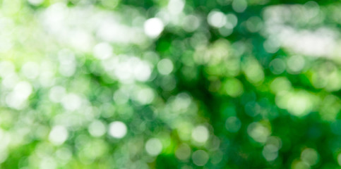 Fototapeta premium green bokeh background