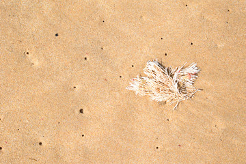 Natural background, white sun bleached seaweed washed up on sea shore