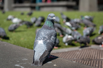 pigeons on the street