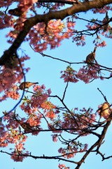 河津桜とスズメ