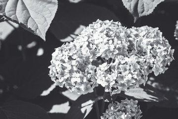 Blooming hydrangea in the garden. Black and white image. Shallow depth of field.