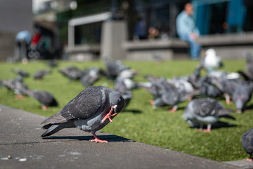 two pigeons in the park
