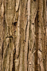 Treed background design