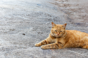 Obraz premium Stray cats lie lazy on the cement floor.
