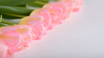 pale pink tulips in row on white background with copy space