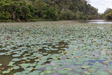 lotus pond in Thale Ban National Park,Satun province southern of Thailand