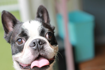 Happy puppies in a private playground