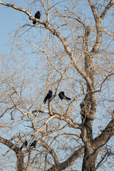 A small flock of ravens sitting on poplar branches and basking i