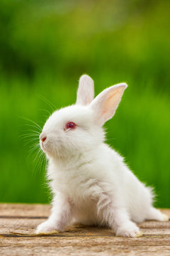 Portrait of a funny white rabbit on a green natural background