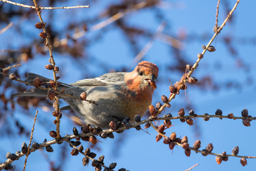 Female Pinicola enucleator sits on a larch branch and pecks cones