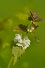 Weiße Taubnessel (Lamium album)	