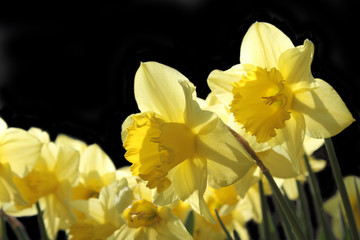 Beautiful Yellow Daffodils (Narcissus 'King Alfred') backlit by the early morning sun. World Daffodil Day Background.
