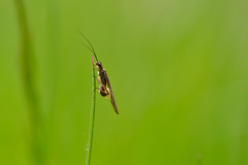 Schlammfliege oder Wasserflorfliege (Sialidae) auf einem Halm	