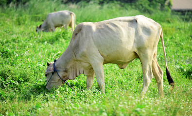 Obraz premium White cows in the wild, cows are eating grass in the fields