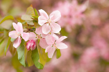 Chinese flowering crab-apple blooming. pink bud on a apple tree branch in spring bloom full of bright light as warm season orchard concept