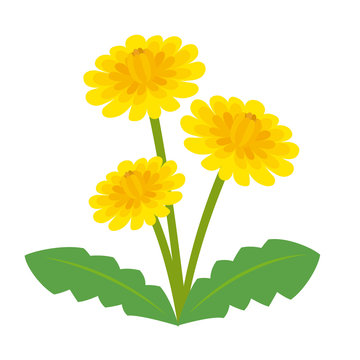 たんぽぽのベクターイラスト