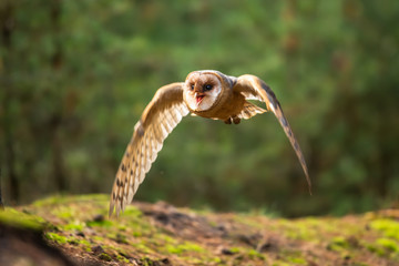 Hunting Barn Owl in nice morning light. Wildlife scene from wild nature. Flying bird above the meadow, United Kingdom.