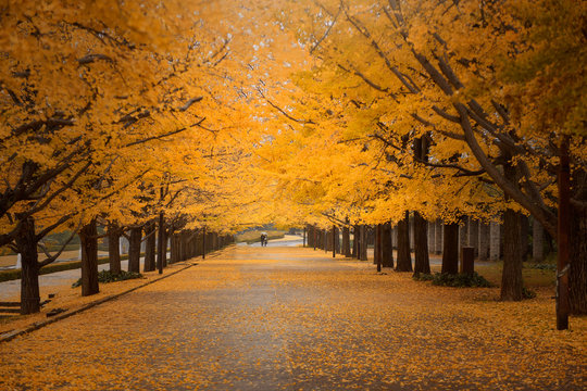 Japan autumn park in the morning.Maple tree in autumn.Yellow and orange tree leaves on sunny fall day.Tokyo Japan ,
