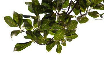 jackfruit leaves on white background