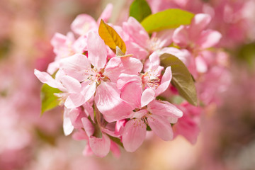 Chinese flowering crab-apple blooming. pink bud on a apple tree branch in spring bloom full of bright light as warm season orchard concept